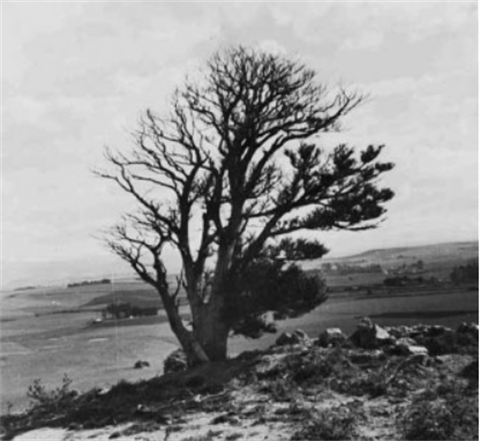 Genealogy-Whakapapa.png