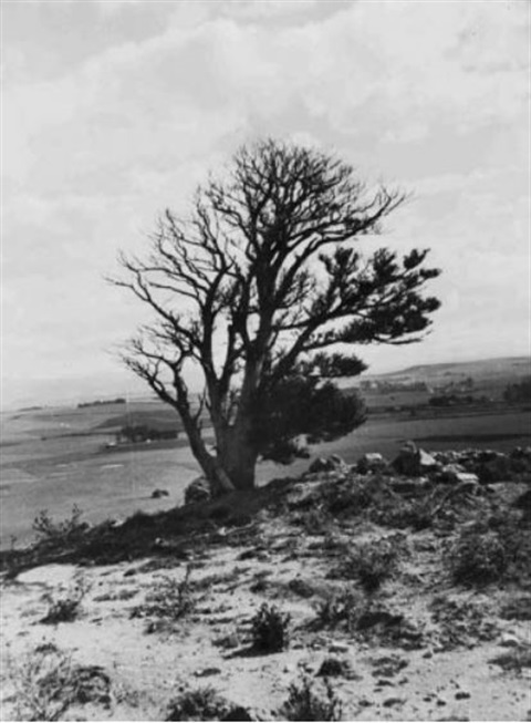 Tree.JPG