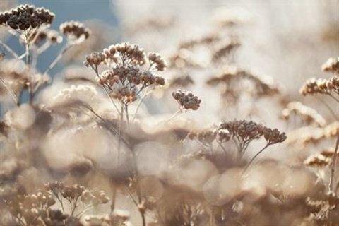 Yarrow.JPG